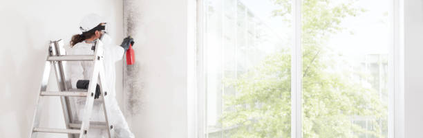 Best Attic Mold Removal  in Boulder, CO